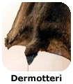 Dermotteri